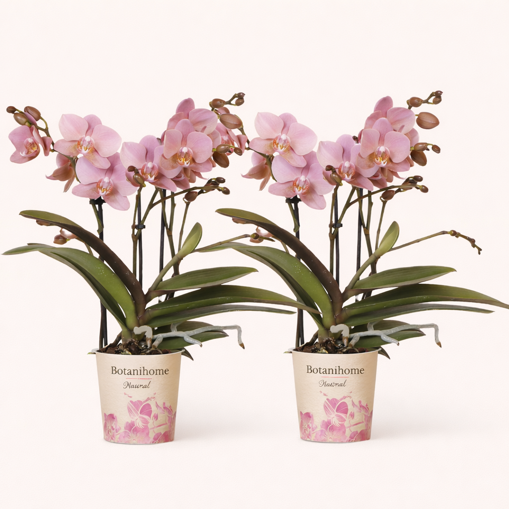 COMBI DEAL - 2 Oudroze Pure Treviso orchideeën - Ø9cm