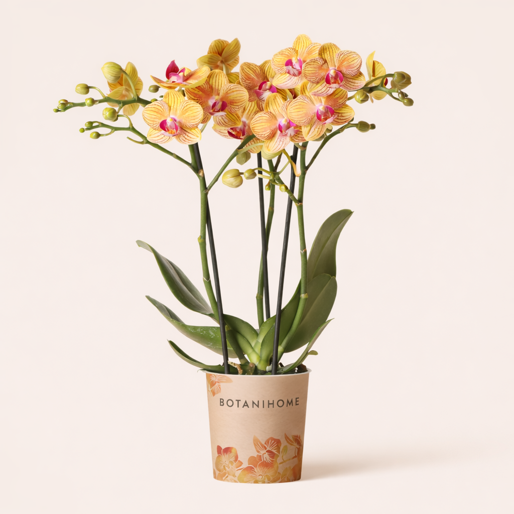 Oranje Orchidee Barcelona - Ø9cm