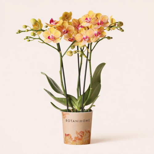 Oranje Orchidee Barcelona - Ø9cm
