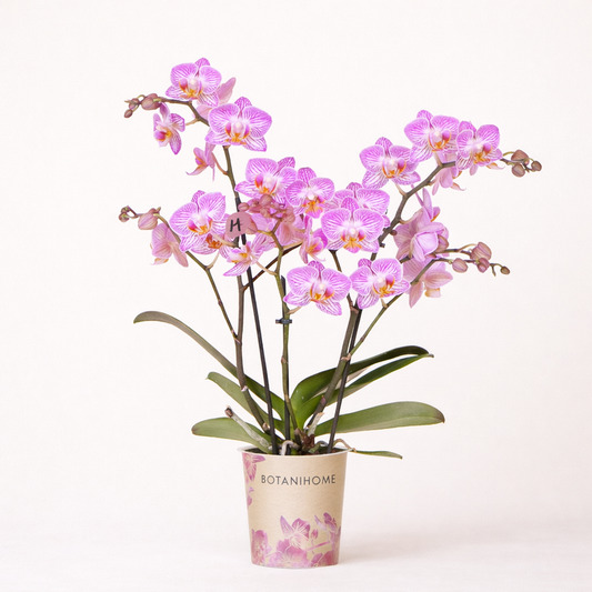Roze Orchidee Elly - Ø9cm
