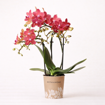 Rode Orchidee Maroc - Ø9cm