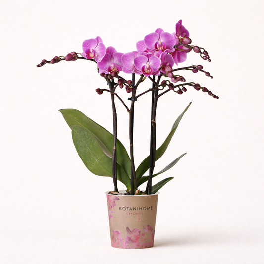 Paars Roze Orchidee Vienna - Ø9cm