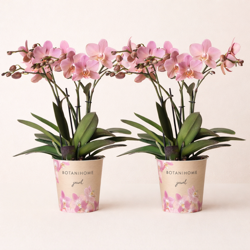 COMBI DEAL - 2 Oudroze Pure Treviso Orchideeën - Ø12cm