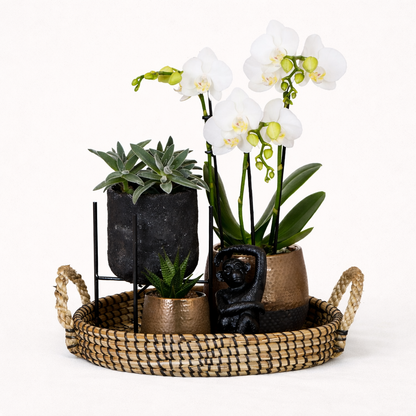 Gift Set Urban Nature