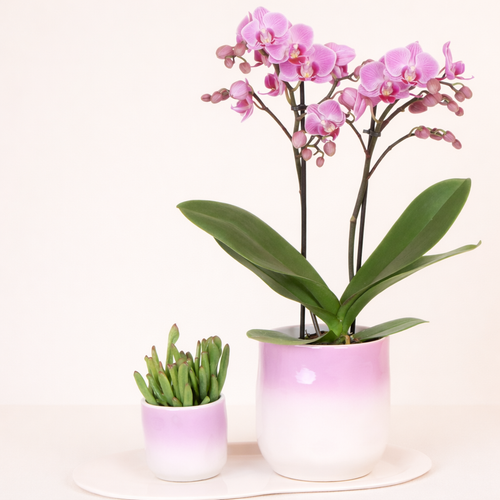 Gift Set Pinky