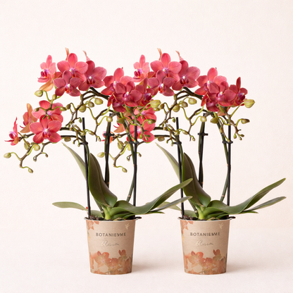 COMBI DEAL 2 Rode Maroc Orchideeën - Ø9cm