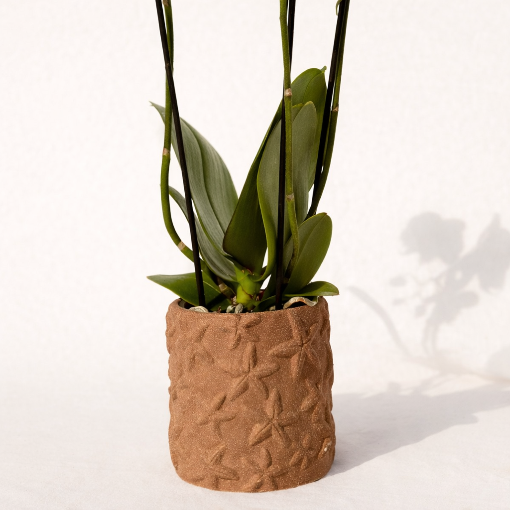 Sierpot Star Fish - D 9 cm