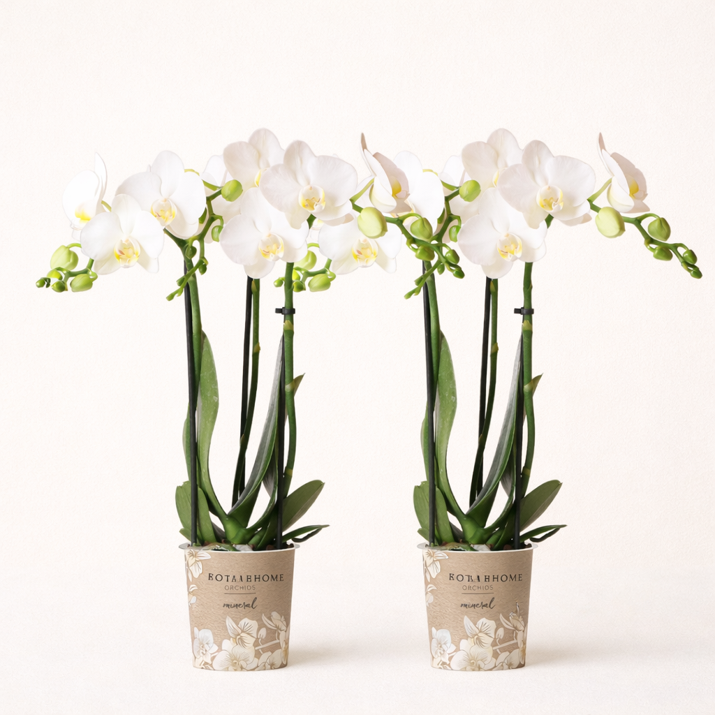 COMBI DEAL - 2 Witte Anna Orchideeën - Ø9cm