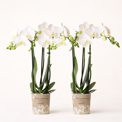 COMBI DEAL - 2 Witte Anna Orchideeën - Ø9cm