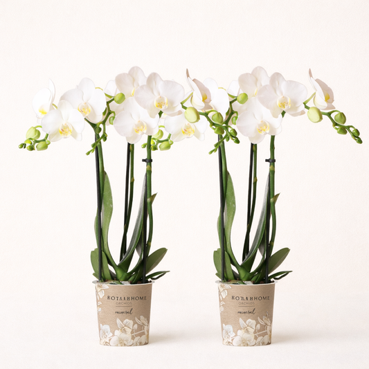 COMBI DEAL - 2 Witte Anna Orchideeën - Ø9cm