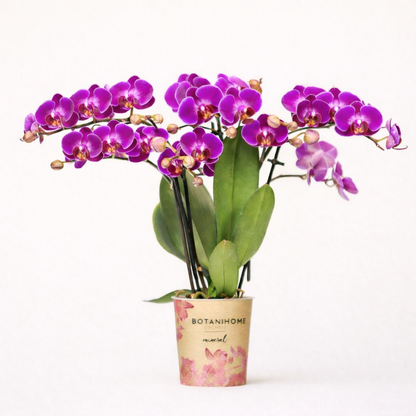 Paarse Orchidee Morena - Ø9cm