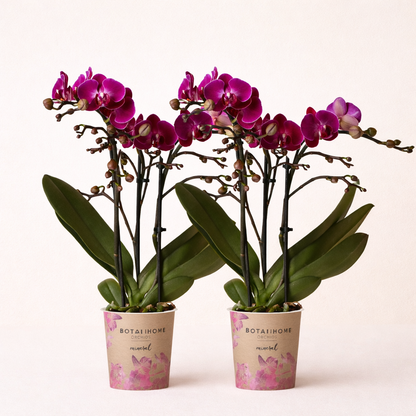 COMBI DEAL - 2 Paarse Morena Orchideeën - Ø9cm