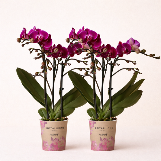 COMBI DEAL - 2 Paarse Morena Orchideeën - Ø9cm