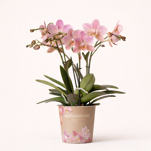 Oudroze Orchidee Pure Treviso - Ø9cm