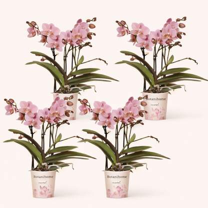 COMBI DEAL - 4 Oudroze Pure Treviso orchideeën - Ø9cm