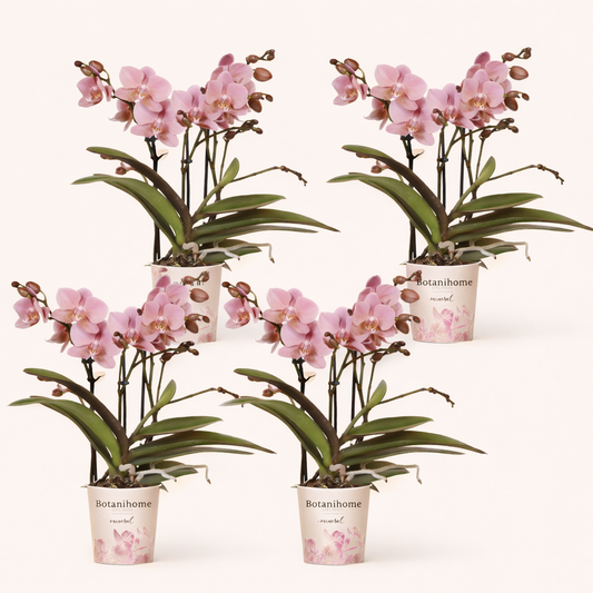 COMBI DEAL - 4 Oudroze Pure Treviso orchideeën - Ø9cm