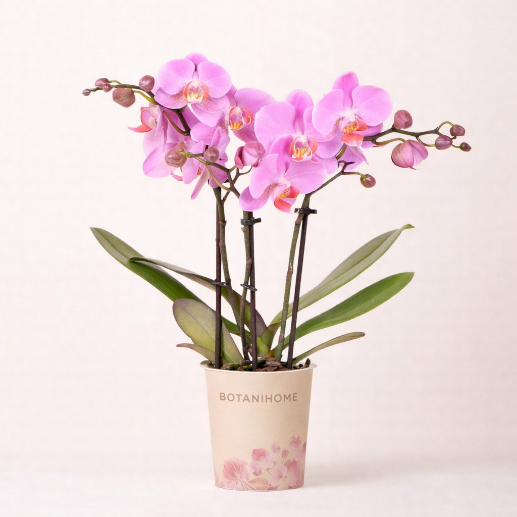 Paars Roze Orchidee Najat - Ø9cm