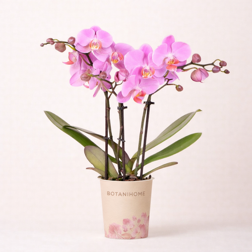 Paars Roze Orchidee Najat - Ø9cm