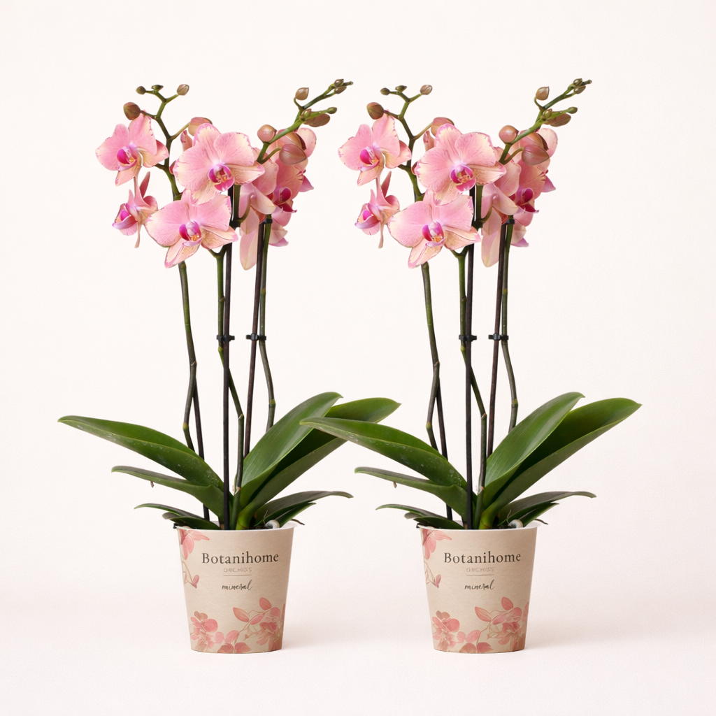 COMBI DEAL - 2 Oranje/Roze Pure Picotee Orchideeën - Ø12cm