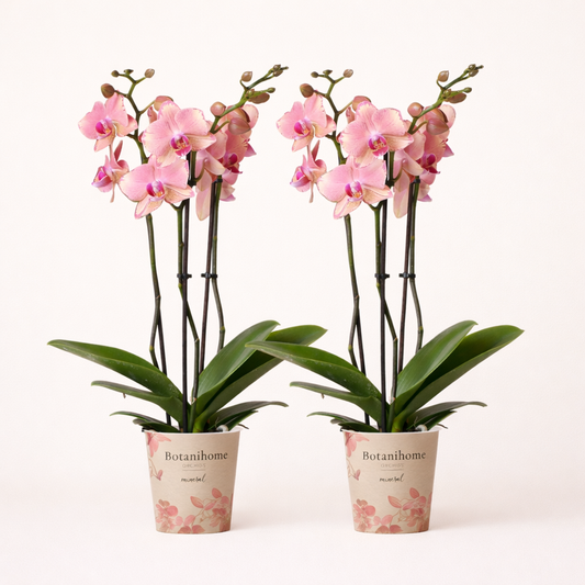 COMBI DEAL - 2 Oranje/Roze Pure Picotee Orchideeën - Ø12cm