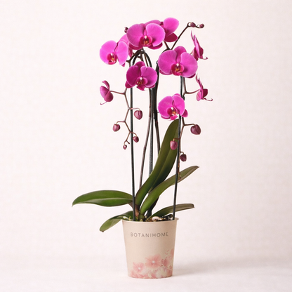 Paarse Orchidee Nové - Ø12cm