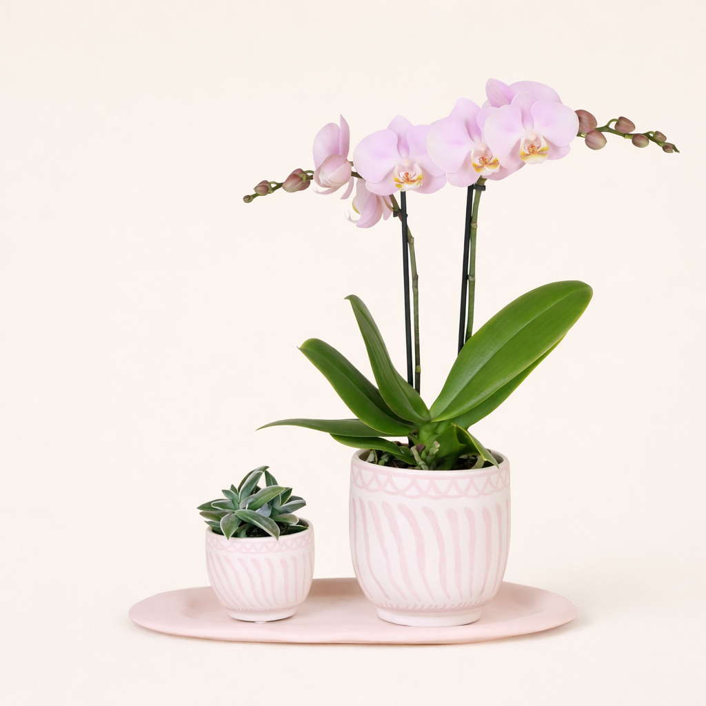 Gift Set Wavy Granada