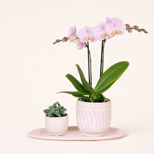 Gift Set Wavy Granada