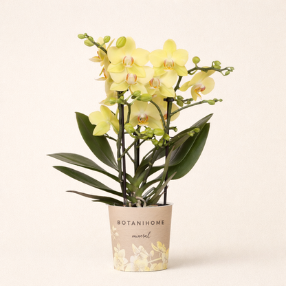Gele Orchidee Brazil - Ø9cm