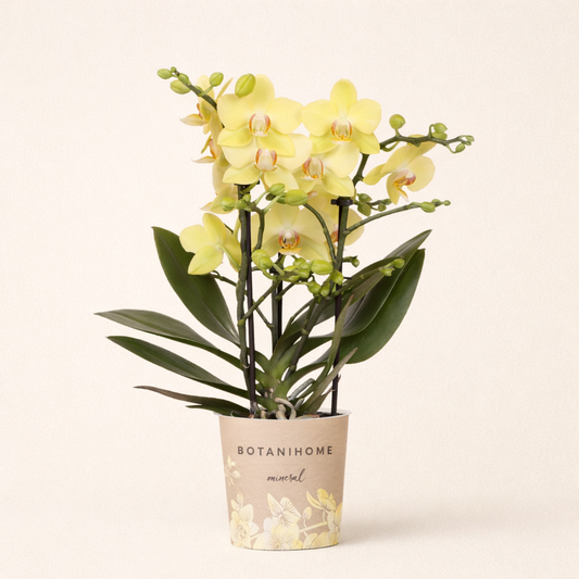 Gele Orchidee Brazil - Ø9cm