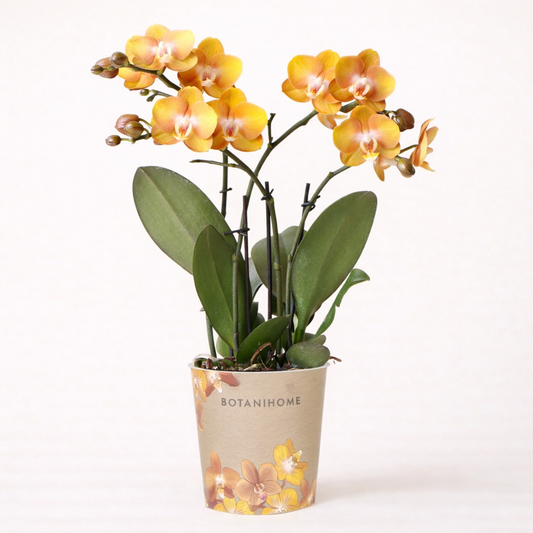 Oranje Orchidee Las Vegas - Ø12cm