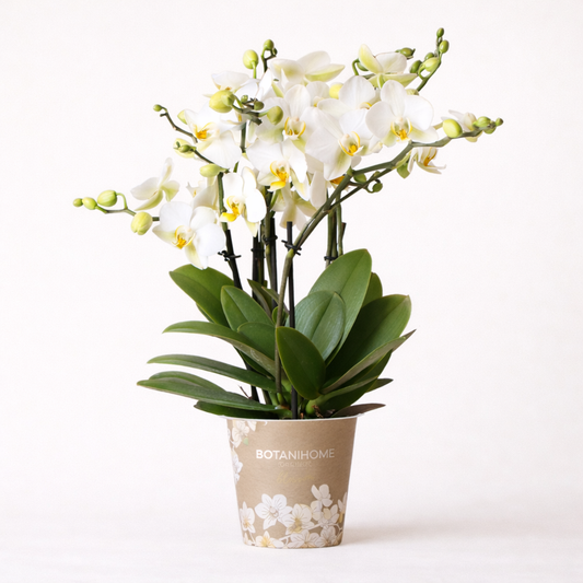 Witte Orchidee Suzanne - Ø12cm