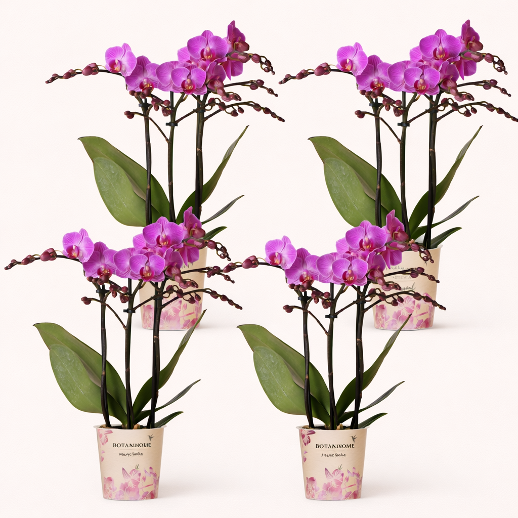 COMBI DEAL - 4 Paarse Vienna Orchideeën - Ø9cm