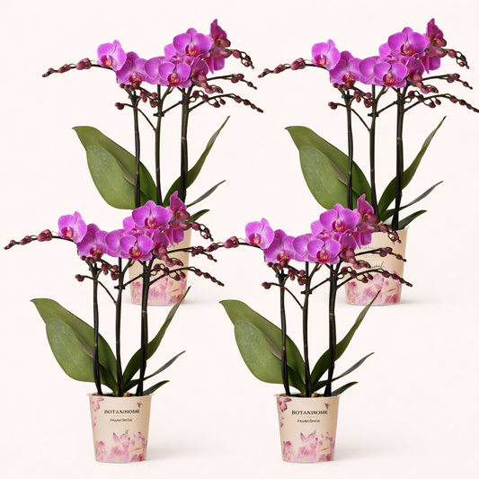COMBI DEAL - 4 Paarse Vienna Orchideeën - Ø9cm