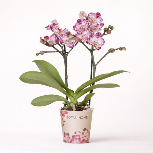 Roze/Paarse Orchidee Cassie - Ø9cm