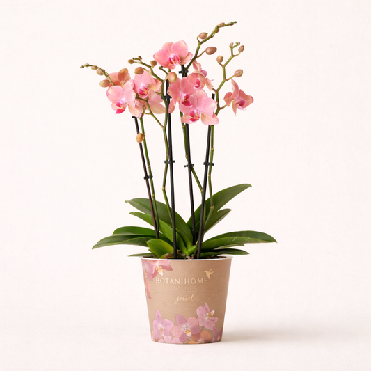 Oranje/Roze Orchidee Pure Picotee - Ø12cm