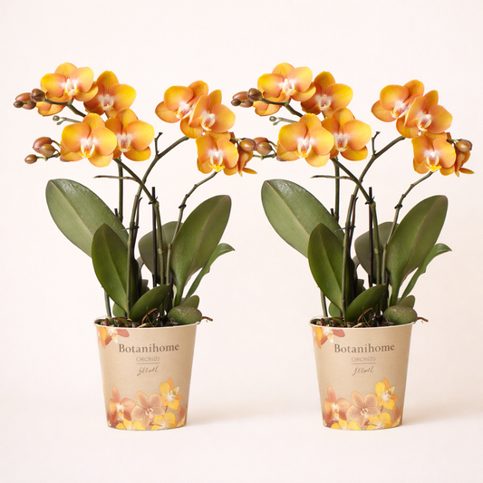 COMBI DEAL - 2 Las Vegas Orchideeën - Ø12cm