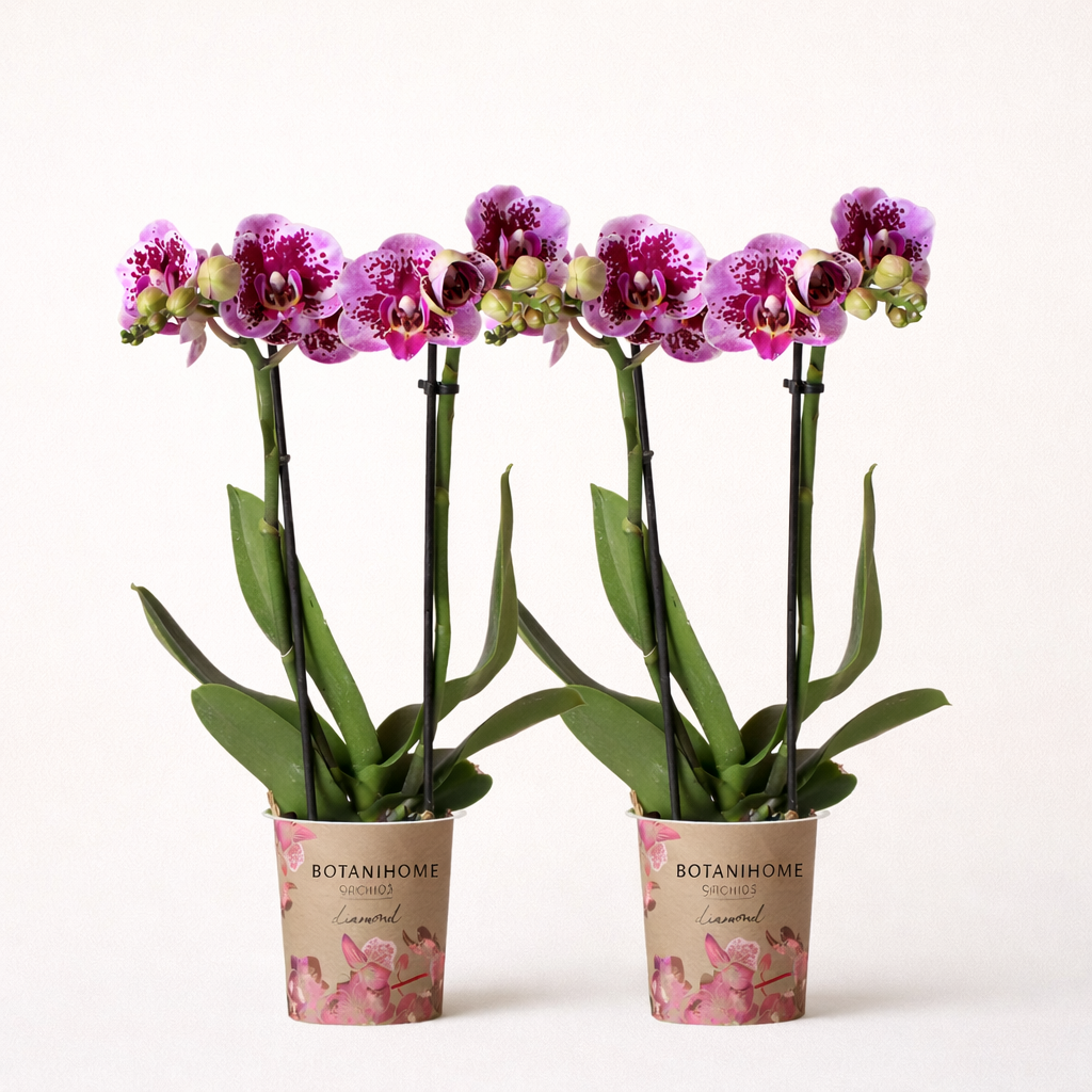 COMBI DEAL - 2 Paars/Roze Madrid Orchideeën - Ø9cm