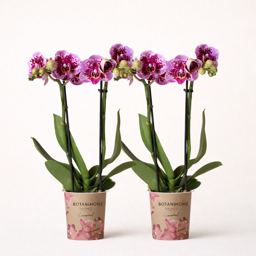 COMBI DEAL - 2 Paars/Roze Madrid Orchideeën - Ø9cm