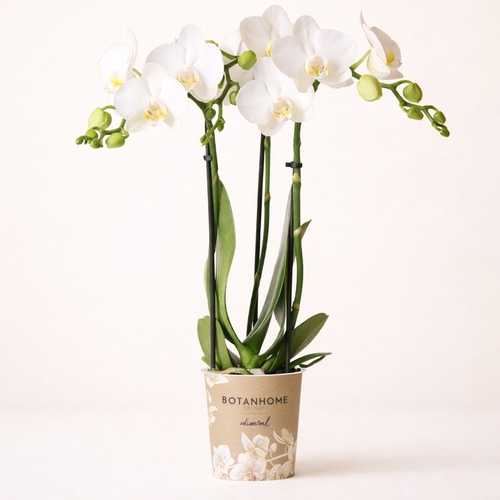 Witte Orchidee Anna - Ø9cm
