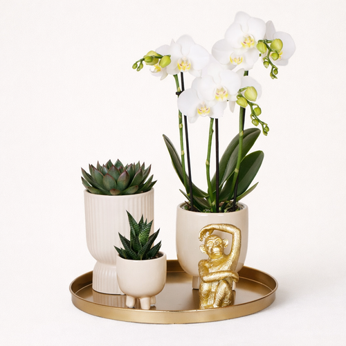 Gift Set Luxury Living