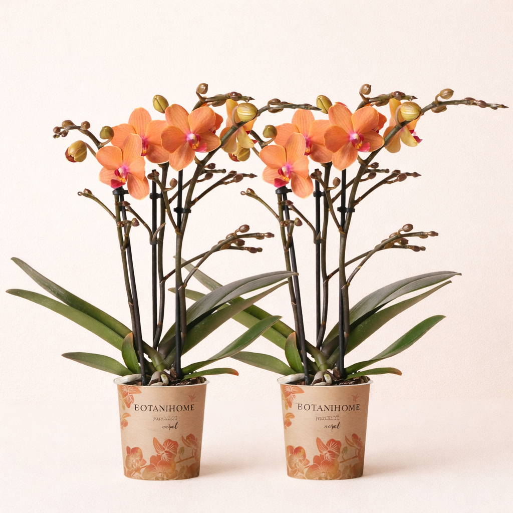 COMBI DEAL - 2 Oranje Bolzano Orchideeën - Ø9cm