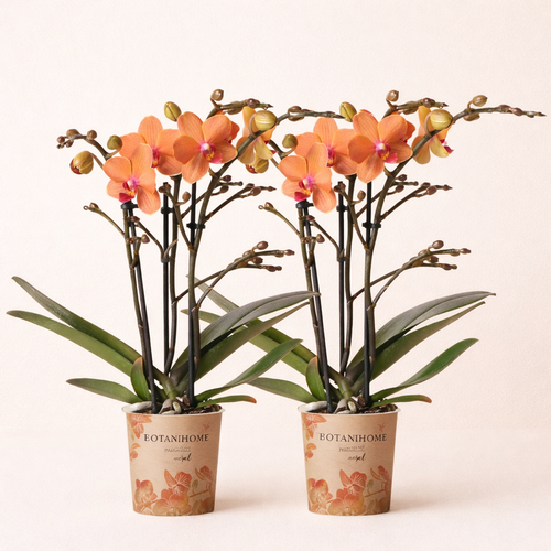 COMBI DEAL - 2 Oranje Bolzano Orchideeën - Ø9cm