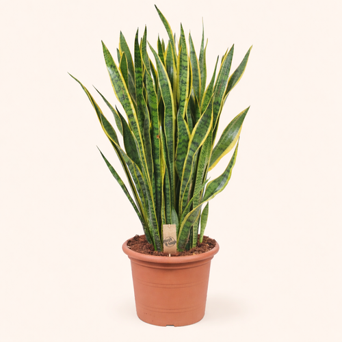 Sansevieria Laurentii - H 110 cm - Ø 35 cm