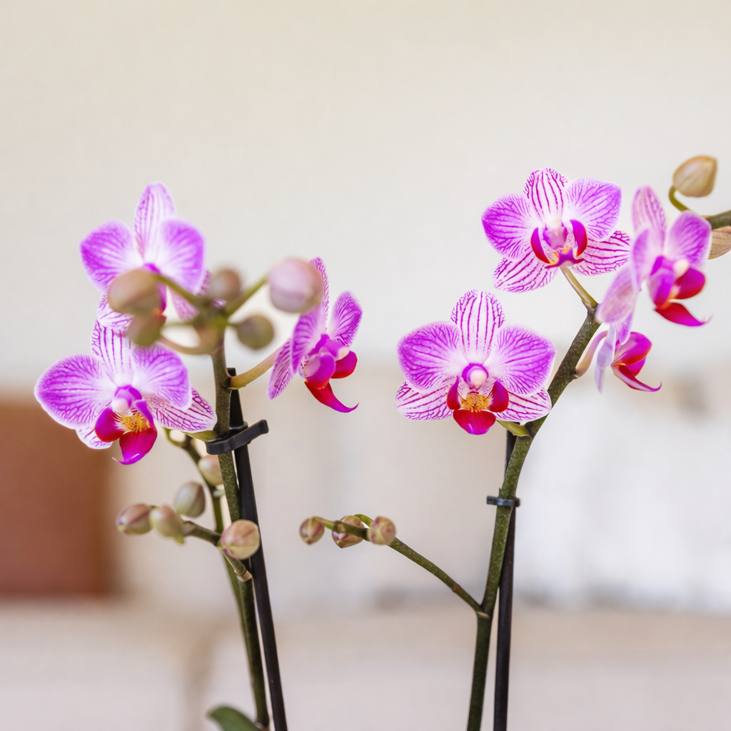 Roze Orchidee Elly - Ø9cm