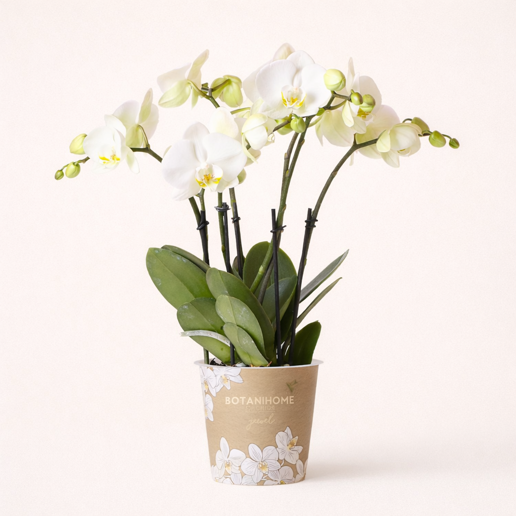 Witte Orchidee Pure Ghent - Ø12cm