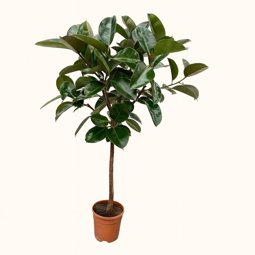 Ficus Elastica Robusta Op Stam - H 130 cm - Ø 24 cm