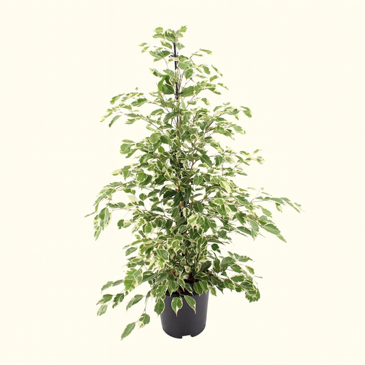 Ficus Benjamina Twilight - H 95 cm - Ø 21 cm