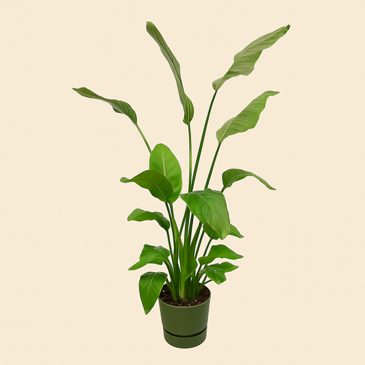 Strelitzia Nicolai Incl. Elho Greenville Bloempot Groen - H 160 cm - Ø 30 cm