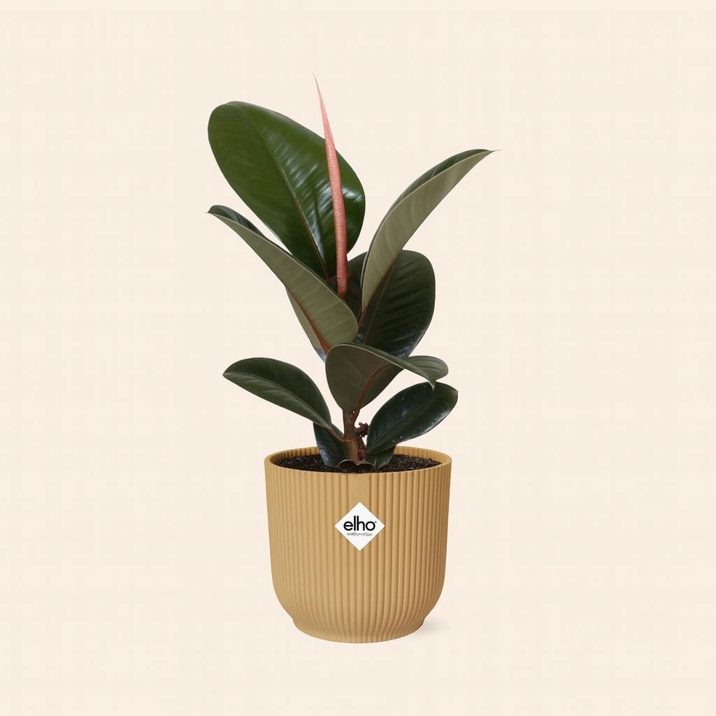 Ficus Elastica Robusta Incl. Elho Vibes Geel - H 40 cm - Ø 14 cm