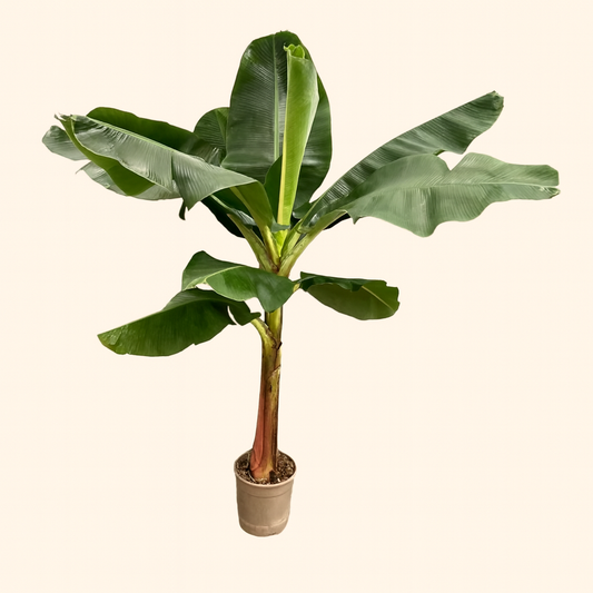 Bananenplant (Musa) - H 200 cm - Ø 30 cm
